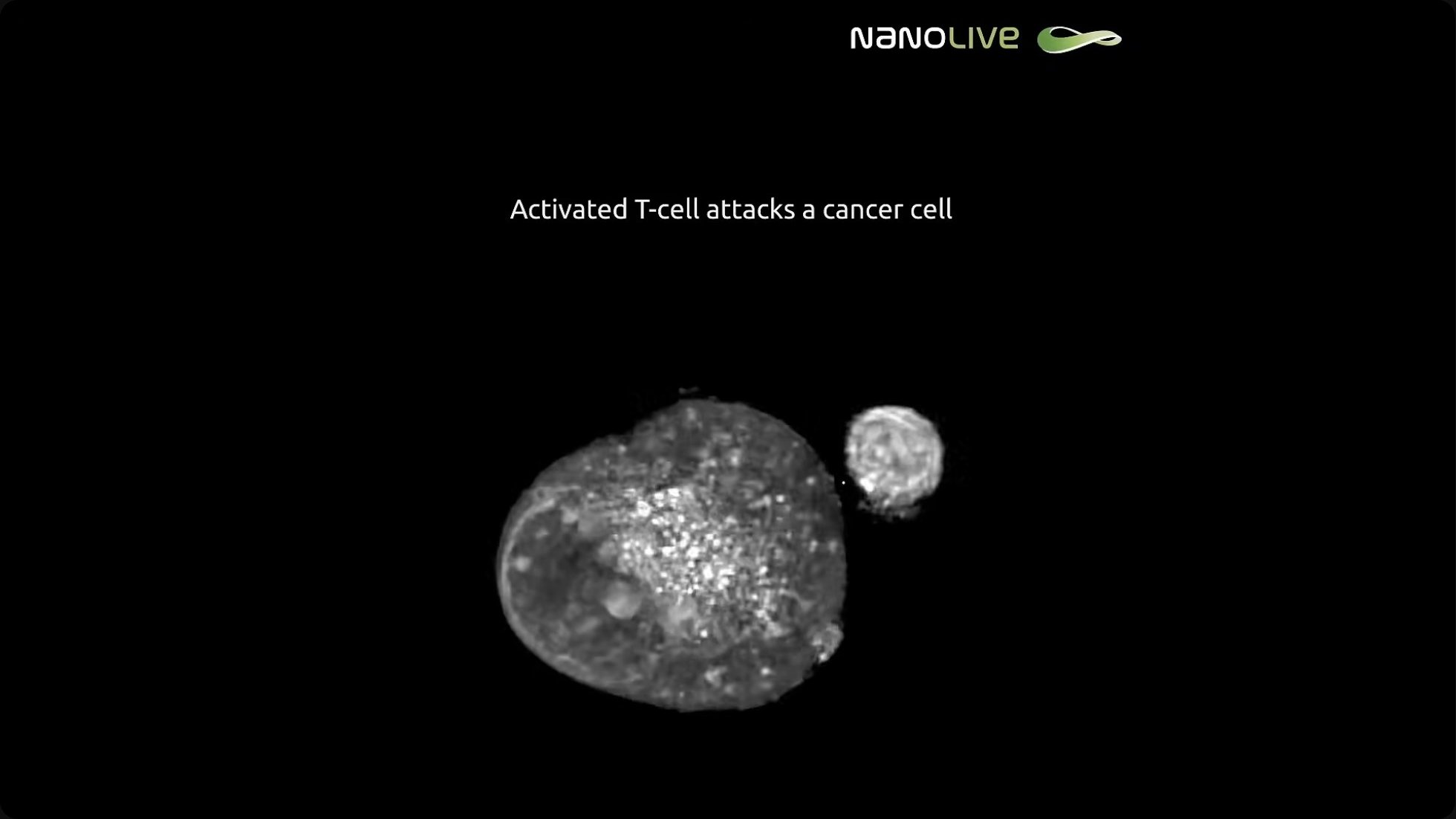 At the cellular level, activated immune cells attacking cancer demonstrate nature's ability to fight existential threats—a capability we must extend to planetary-scale challenges through off-world infrastructure.